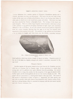 WORK OF PITYPYTHORUS SPECIES